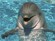 Украинские экологи требуют прекратить грязный бизнес на дельфинах