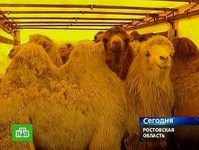 Российских верблюдов, которых не пускали в Украину, задержали на границе Румынии
