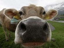 Эстонцы отменили налог на коровьи газы
