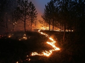 Жителям Донецкой области запретили ходить в лес