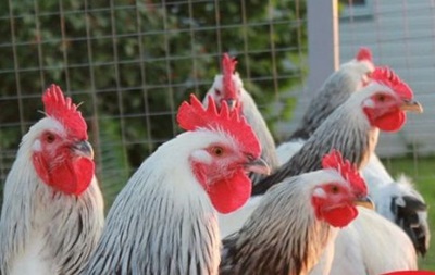 На Кировоградщине зафиксирована вспышка высокопатогенного гриппа птицы
