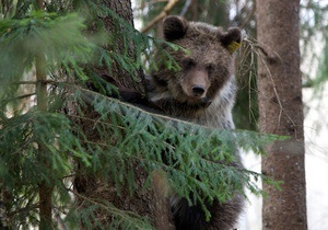 В России застрелили не впавшего в спячку медведя