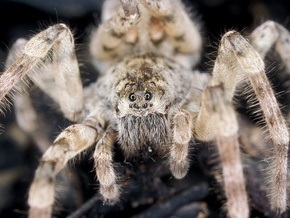 Ученые выяснили, сколько пауки могут продержаться под водой