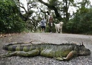 Во Флориде из-за морозов гибнут игуаны, крокодилы и питоны