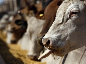 На ферме в Винницкой области сгорели 40 коров и 20 свиней