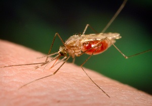 Ученые заявили о первом успехе на пути создания вакцины от малярии