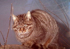 Для дикого лесного кота в Киевском зоопарке нашли самку
