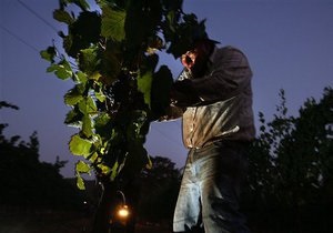 Грузинские виноделы готовятся покорять российский рынок