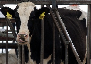 Новости Бразилии - странные новости: Упавшая с крыши корова задавила спящего бразильца