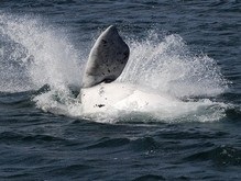 Ученые во имя науки истребили тысячи китов