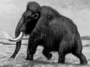 Россиянка нашла кость мамонта