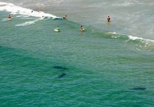 В Австралии человек погиб в результате нападения акулы