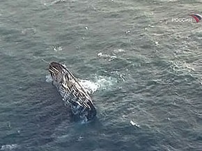 Восемь моряков с тонущего в Японском море судна погибли при спасательной операции