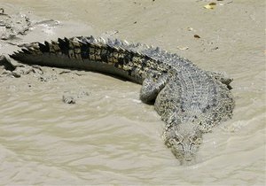 В ЮАР с фермы сбежали 15 тысяч крокодилов