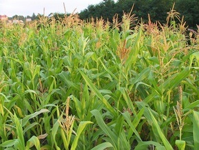 Россиянин выращивал кукурузу на стратегическом объекте Минобороны