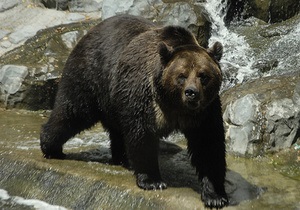 В Киевском зоопарке появится самый большой медвежатник в Европе
