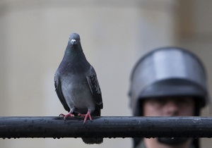 Женщина обвинила голубя в преследовании
