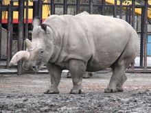 Последние четыре особи белого носорога находятся под угрозой уничтожения