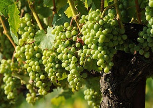 Европейские виноделы намерены заблокировать расширение виноградников