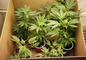 Британский заключенный под видом помидоров выращивал в камере марихуану