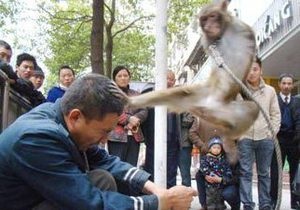 В Китае обученные кунг-фу мартышки избили дрессировщика