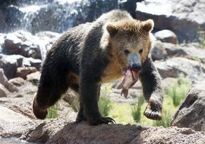 На базе отдыха в Подмосковье медведь напал на 14-летнюю девочку