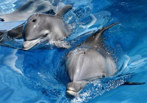 В Минобороны опровергли информацию о побеге дельфинов с военной базы
