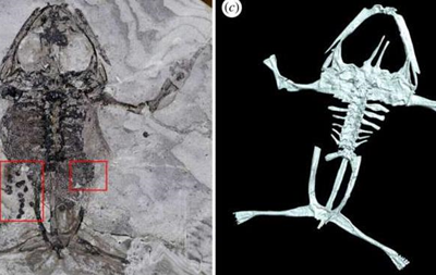 Вчені знайшли скам янілості вагітної жаби, якій понад 100 млн років