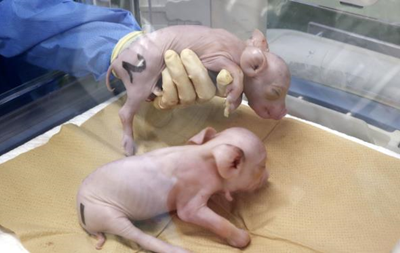 В Японии ученые вывели первых свиней для трансплантации человеческих органов