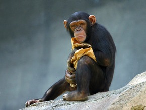 Умение вдевать нитку в иголку сделало человека слабее шимпанзе - ученые