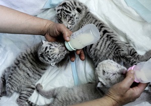 Белая тигрица Тигрюля родила троих детенышей