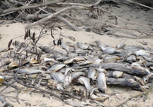 В Голосеевском районе Киева на берегу озера обнаружили сотни мертвых рыб