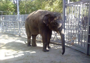 В Киевском зоопарке появится слон из Ростова-на-Дону