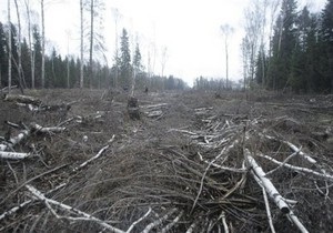 Защитники Химкинского леса обнаружили новые вырубки