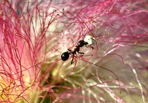 Американец ради искусства убил 200 тысяч муравьев