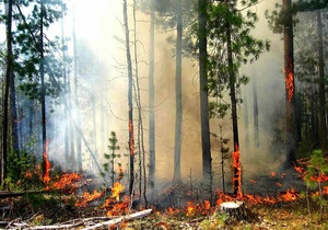 В Луганской области горели 20 га леса