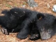 новости Киева - киевский зоопарк - медвежонок - В Киевском зоопарке дети-сироты выбрали имя для медвежонка
