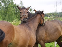 Безупречная родословная лошадей не является залогом победы