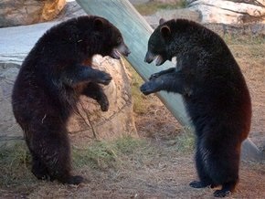 Работница российского зоопарка украла у медведя еду