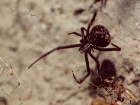 В Херсонской области от укусов пауков пострадало еще два человека