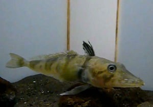 Новости японии - странные новости - новости науки: В Японии обнаружили рыбу с прозрачной кровью