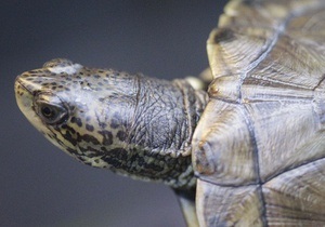 В Киевском зоопарке пройдет День черепахи