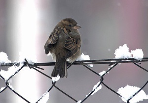 Новости Киева - непогода в Украине: В Киеве снегопад сорвал праздник встречи птиц