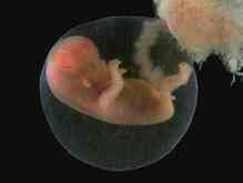 В Британии одобрено создание гибридных эмбрионов