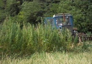 В Донецкой области обнаружили рекордную плантацию конопли