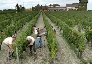 Новости винного мира: Вандалы уничтожили около 2 тысяч виноградных лоз в французском Бордо