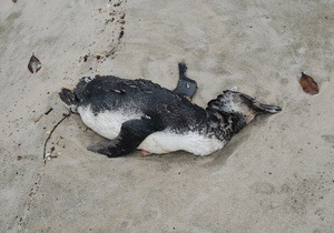 На пляжах Бразилии обнаружены 500 мертвых пингвинов