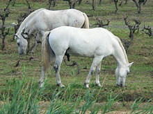 Раскрыта тайна белых лошадей