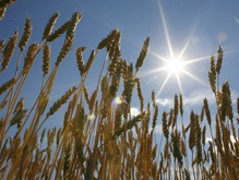 Украине предлагают создать зерновой ОПЕК