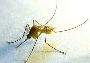 Ученые установили, что помогает комарам избежать смерти во время дождя